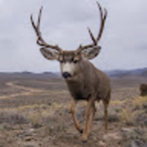 Meet your Posher, Ian